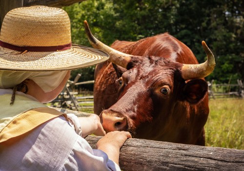 The Mouth-Watering Traditions of Southern Maryland Community Celebrations